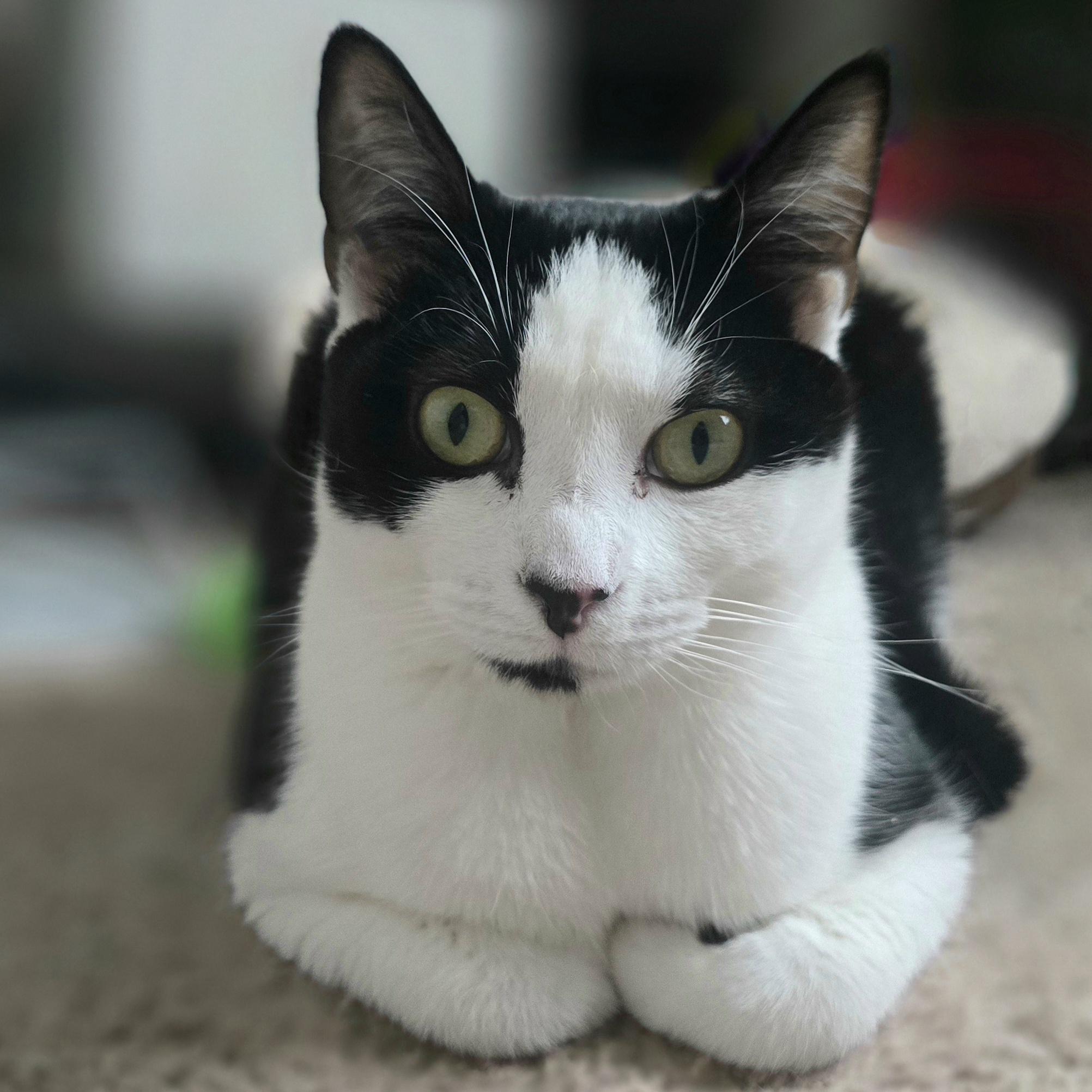 Carly Clogs, a Adoptable Domestic Short Hair in Bethel Park, PA image 6/6