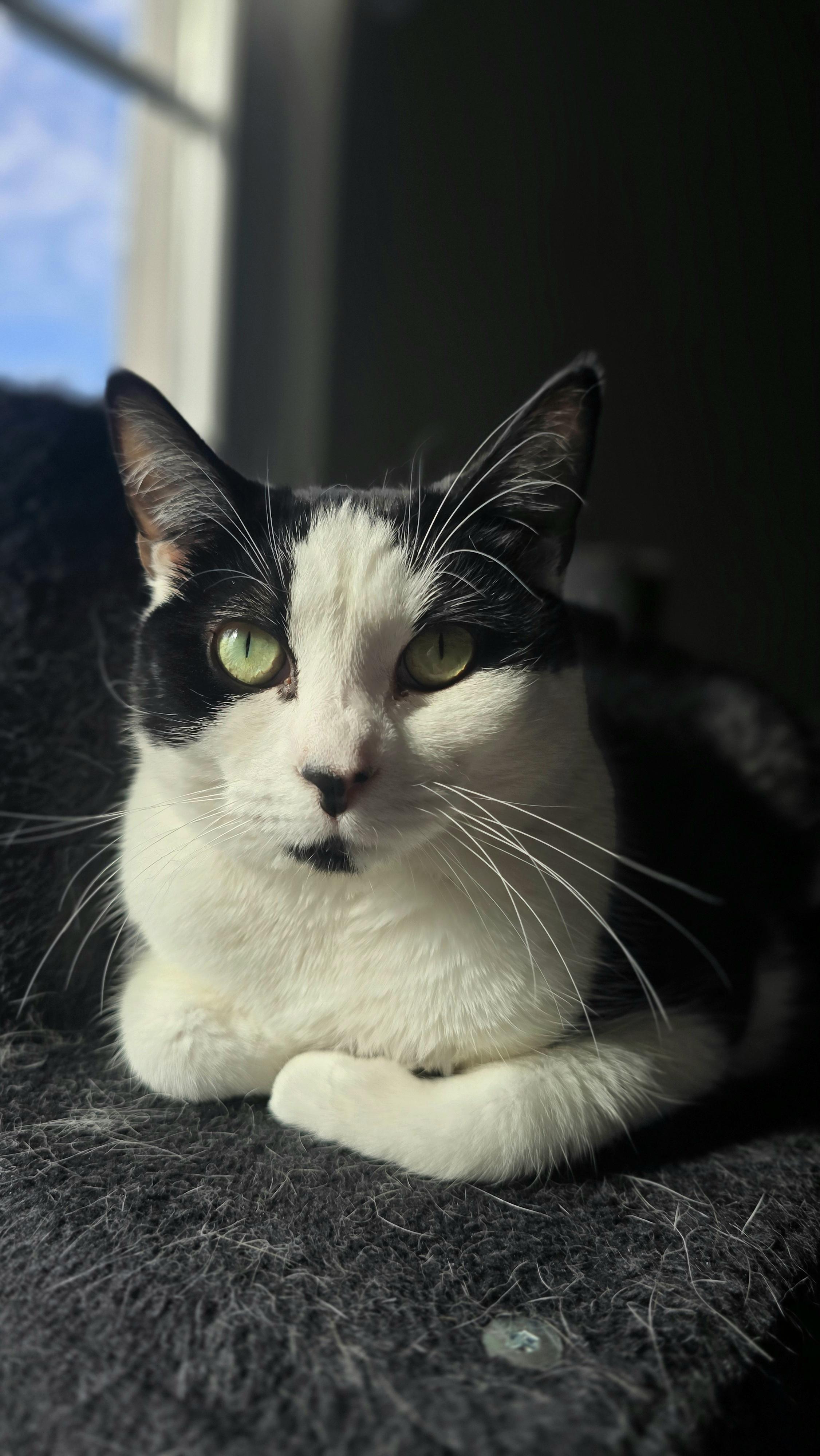 Enlarge Carly Clogs, a Adoptable Domestic Short Hair in Bethel Park, PA image 5/6