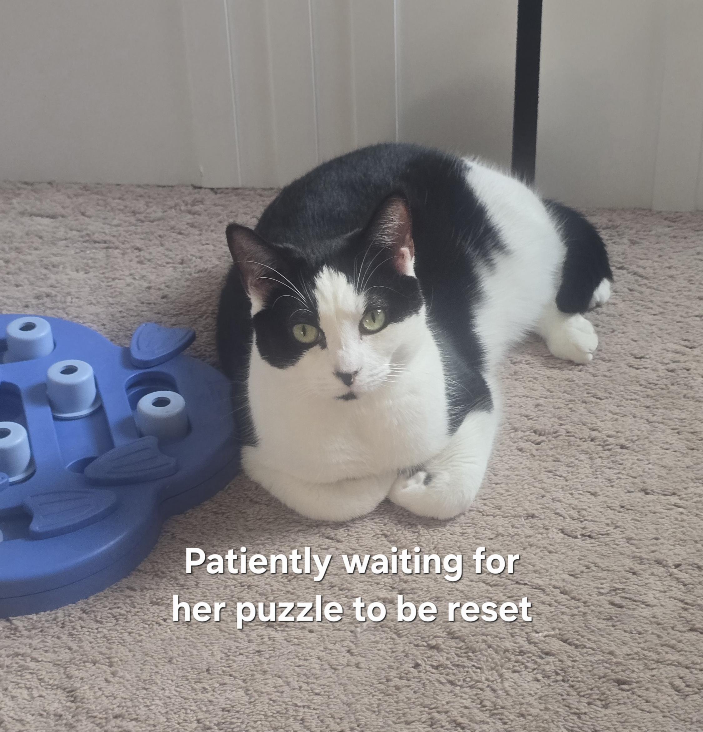 Enlarge Carly Clogs, a Adoptable Domestic Short Hair in Bethel Park, PA image 6/6