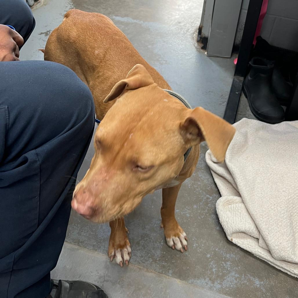 Dracona — thumbnail 2