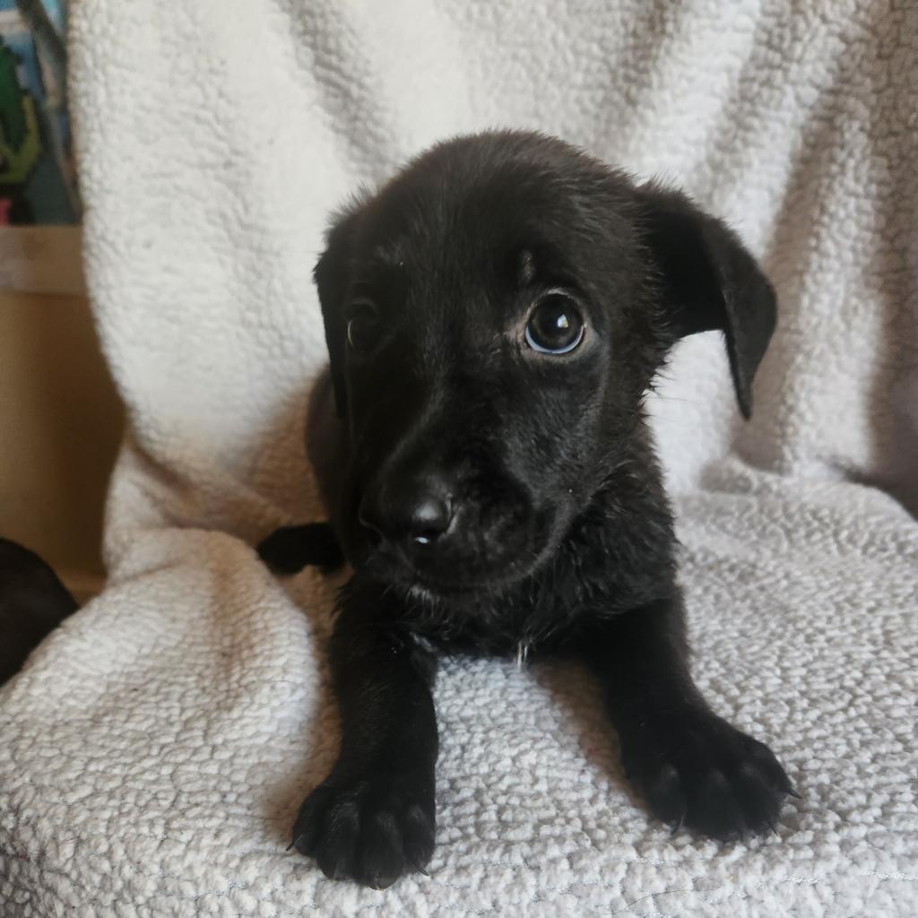 Enlarge Apollo, a Adoptable mixed breed image 1/6