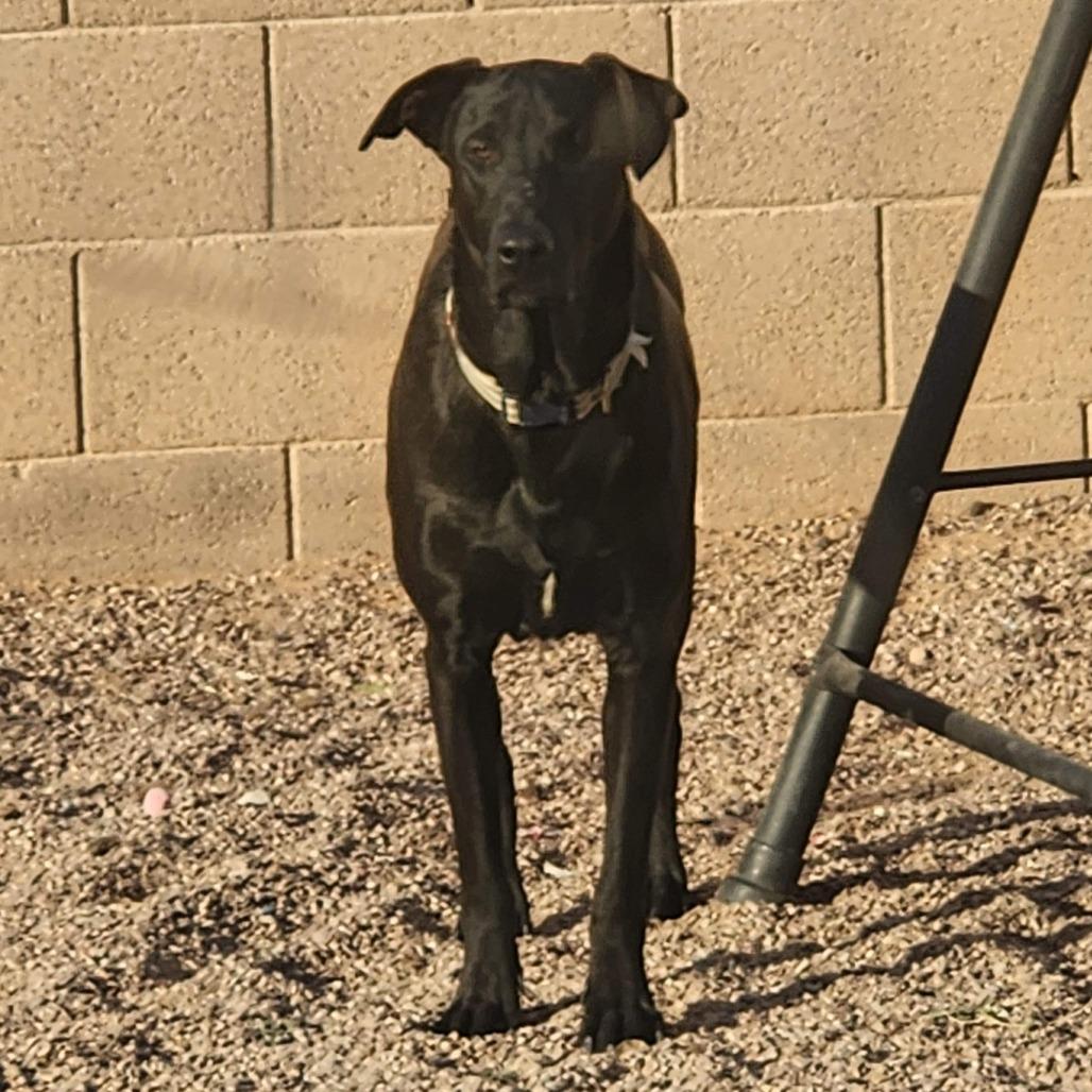 Enlarge Apollo, a Adoptable mixed breed image 2/6