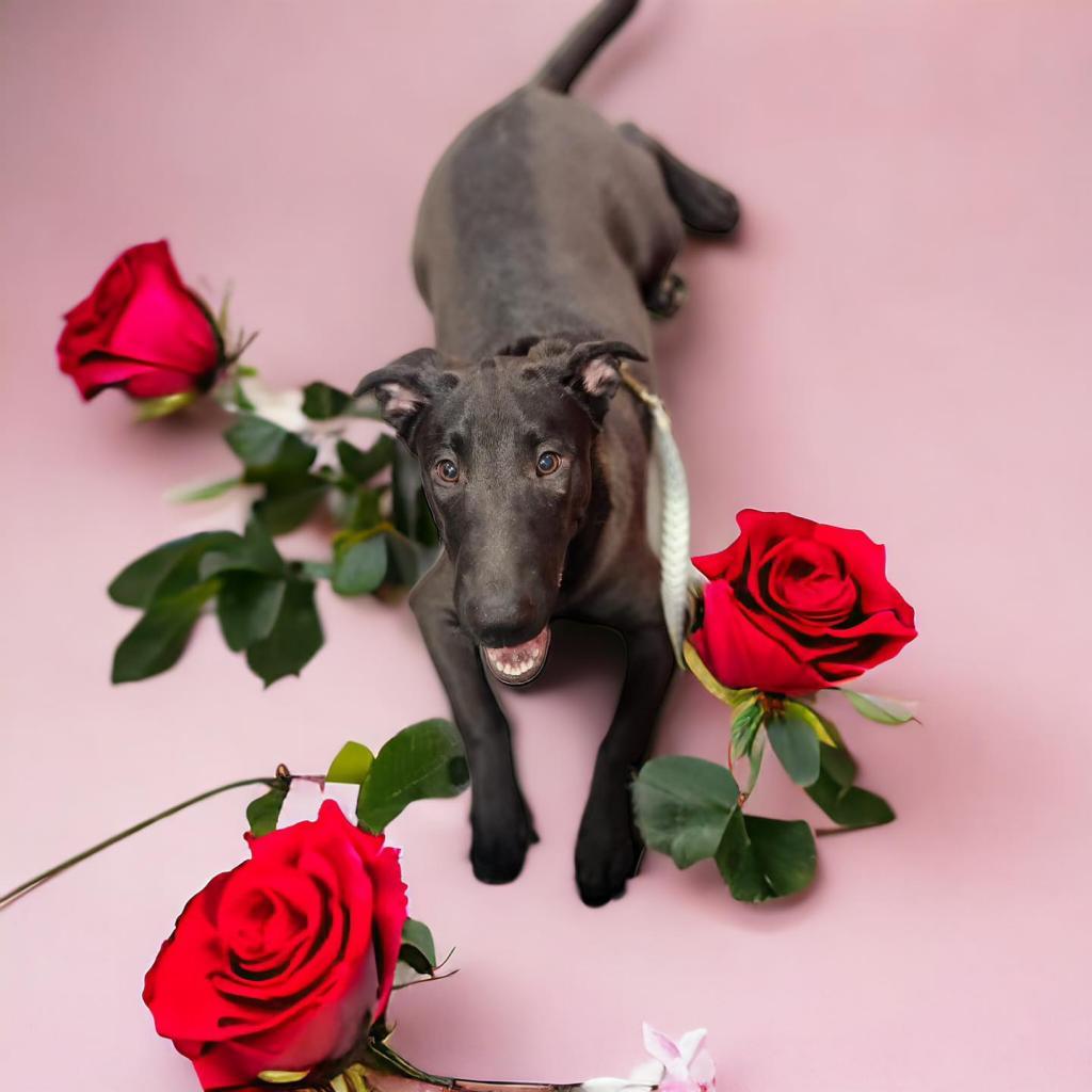 Enlarge Apollo, a Adoptable mixed breed image 3/6