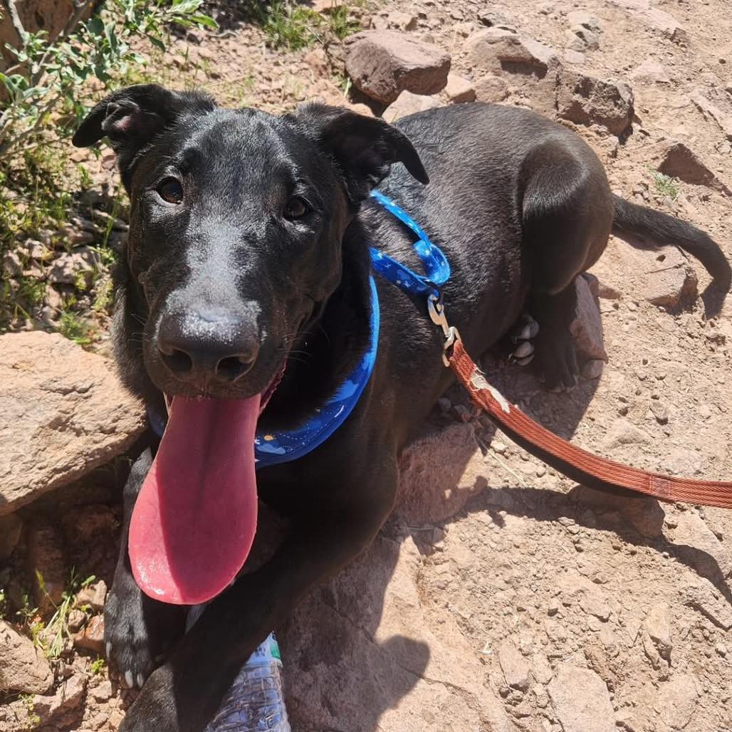 Enlarge Apollo, a Adoptable mixed breed image 4/6