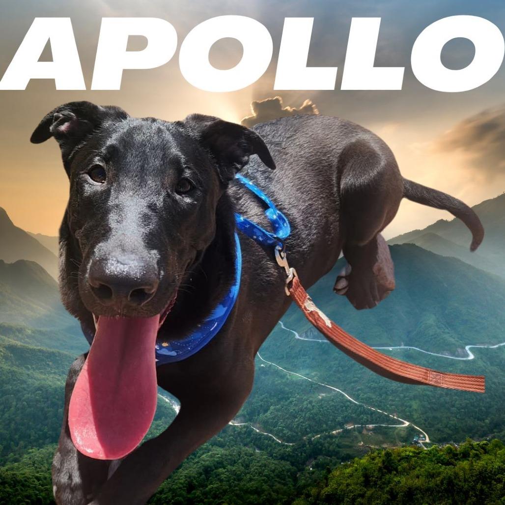Enlarge Apollo, a Adoptable mixed breed image 5/6