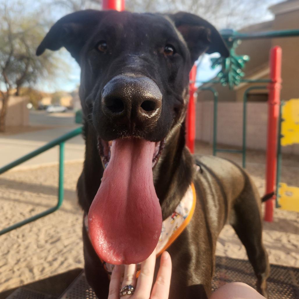 Enlarge Apollo, a Adoptable mixed breed image 6/6