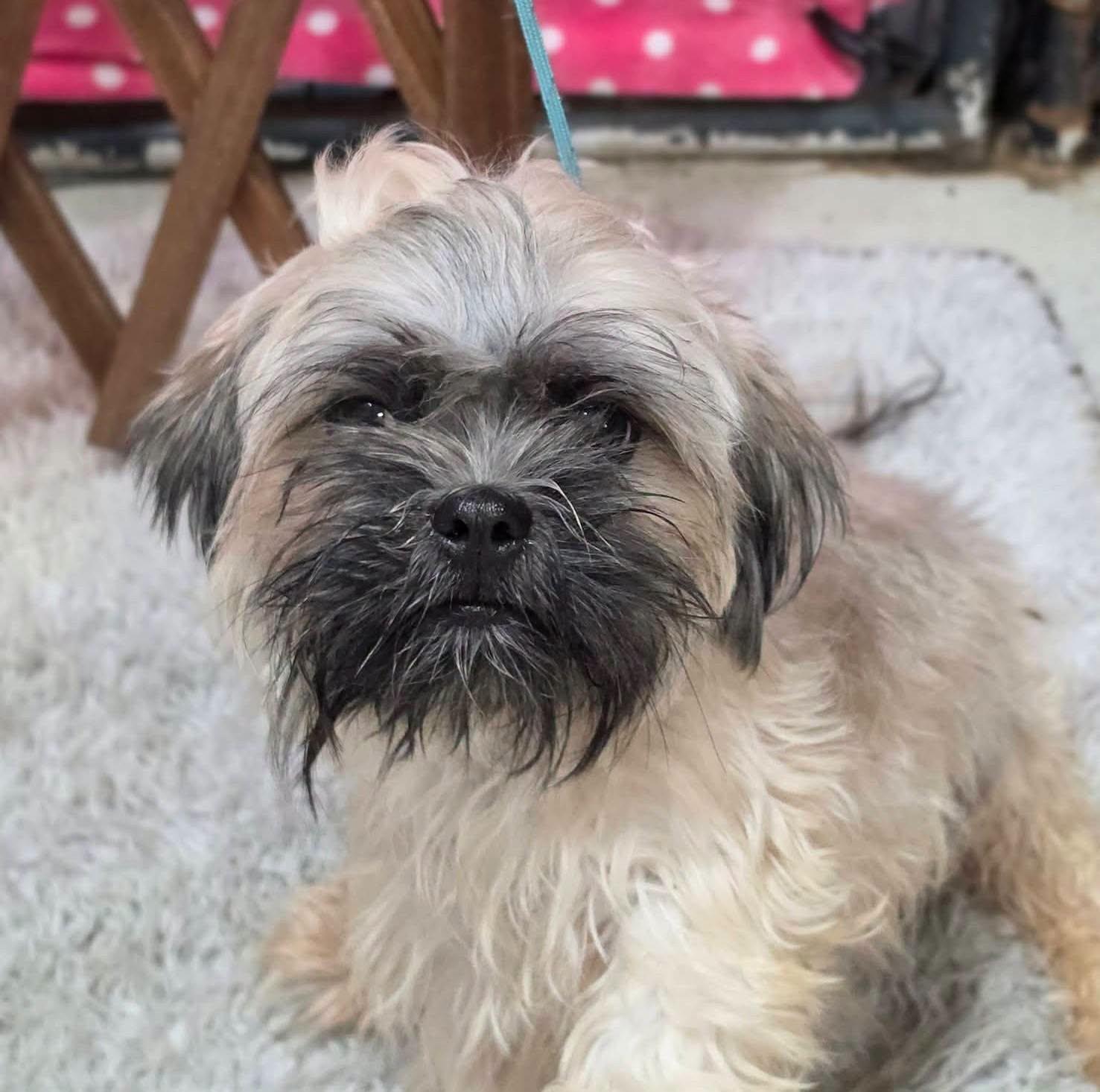 Enlarge Alani, a Adoptable Shih Tzu in Dunnville, ON image 2/3