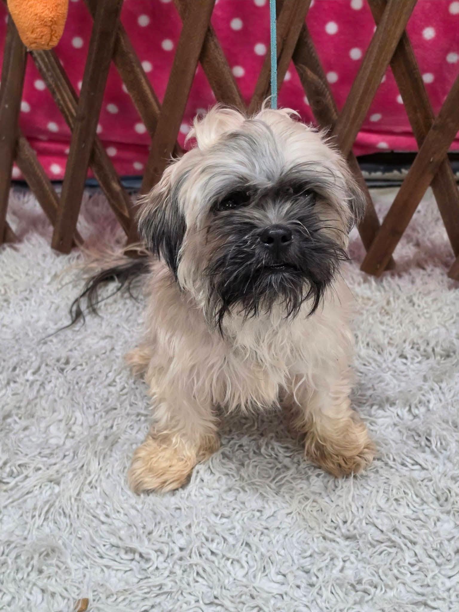 Alani, Adoptable, Adult Female Shih Tzu.