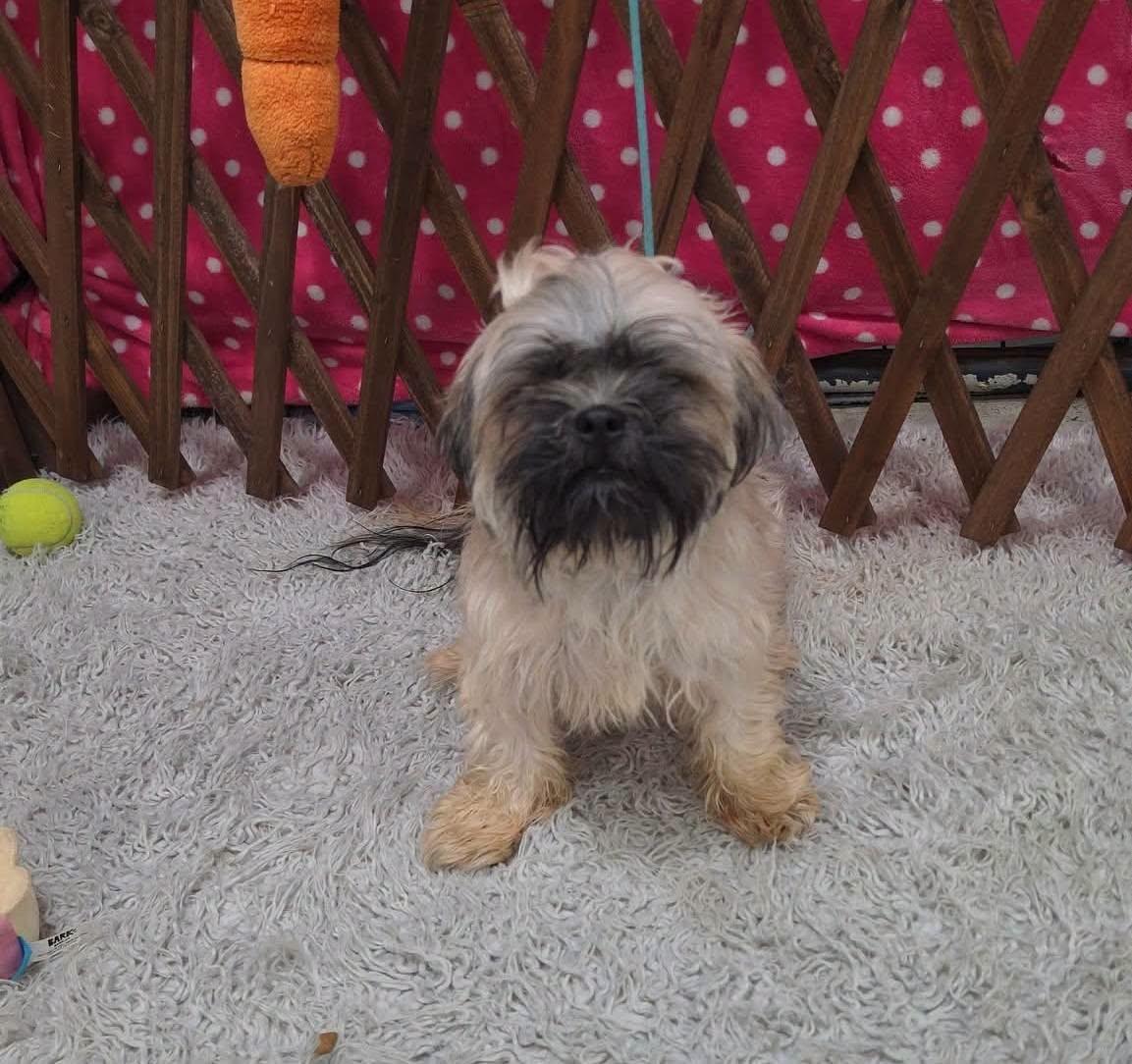 Enlarge Alani, a Adoptable Shih Tzu in Dunnville, ON image 3/3