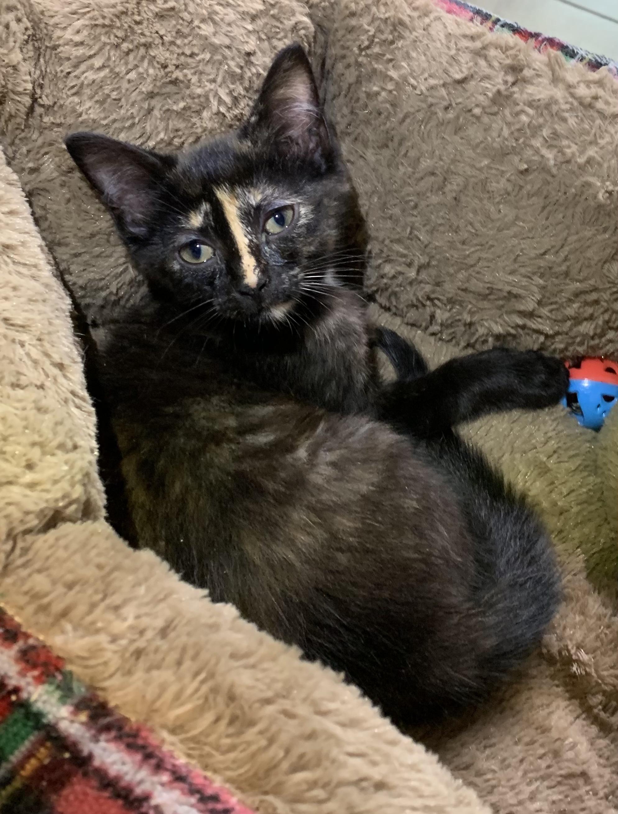 Ann, ADOPTABLE, Kitten Female Domestic Short Hair.