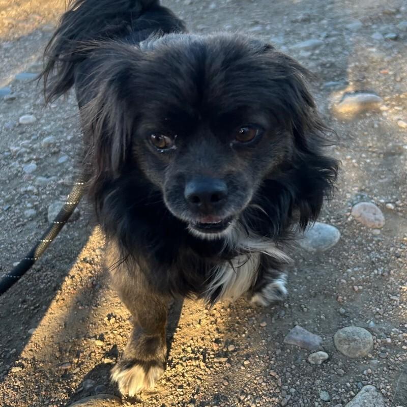 Picante, Adoptable, Adult Male Spaniel & Pekingese.