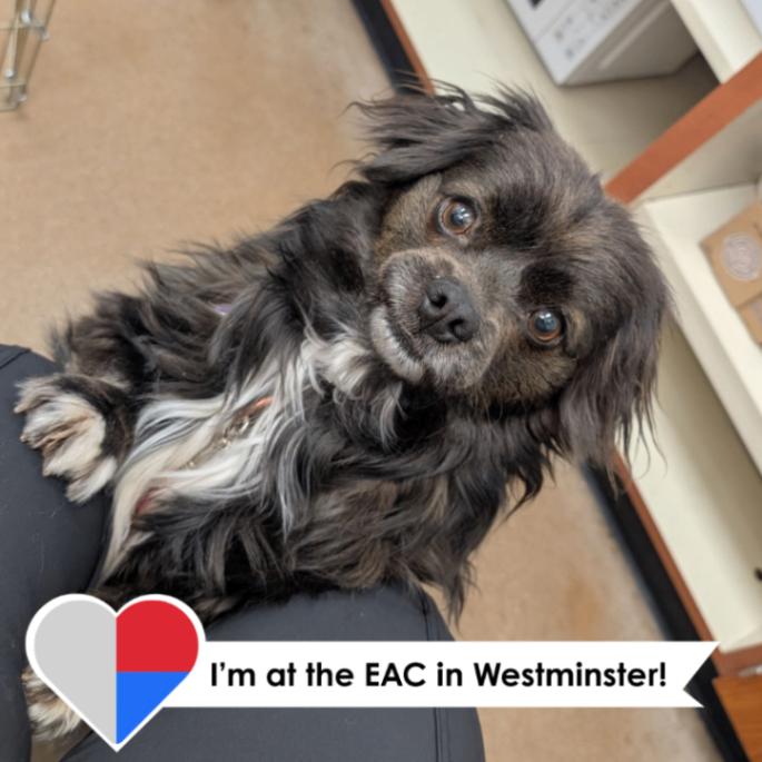 Picante, a Adoptable mixed breed in Westminster, CO image 2/6