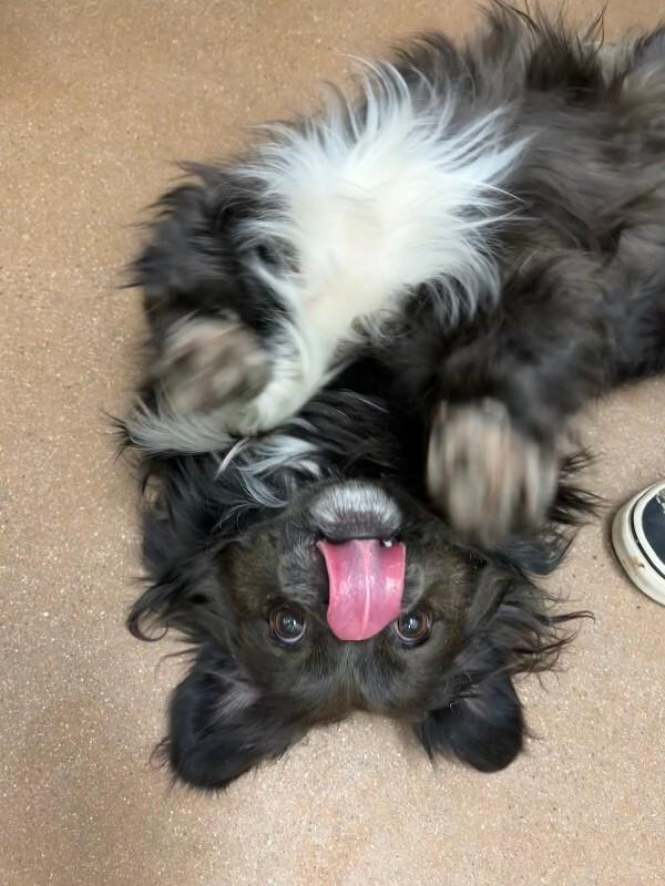 Picante, a Adoptable mixed breed in Westminster, CO image 3/6