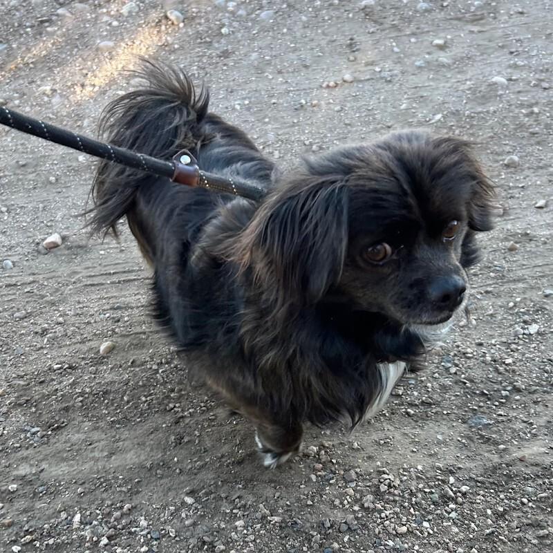 Picante, a Adoptable mixed breed in Westminster, CO image 4/6