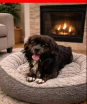 Picante, a Adoptable mixed breed in Westminster, CO image 5/6