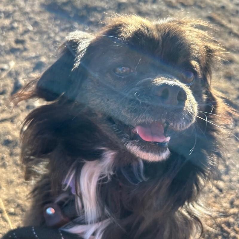 Picante, a Adoptable mixed breed in Westminster, CO image 6/6