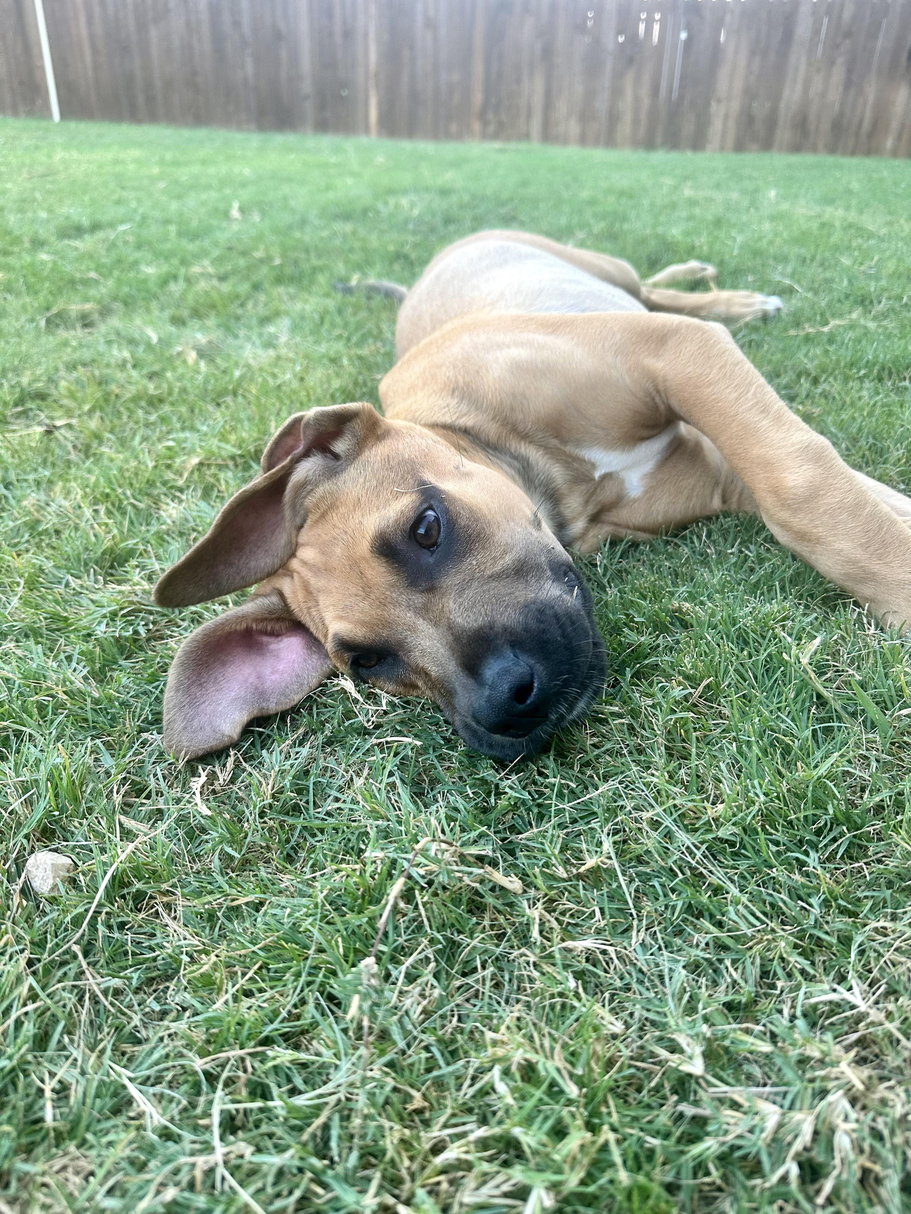 Joey, Adopted, Young Male Labrador Retriever & Great Dane.