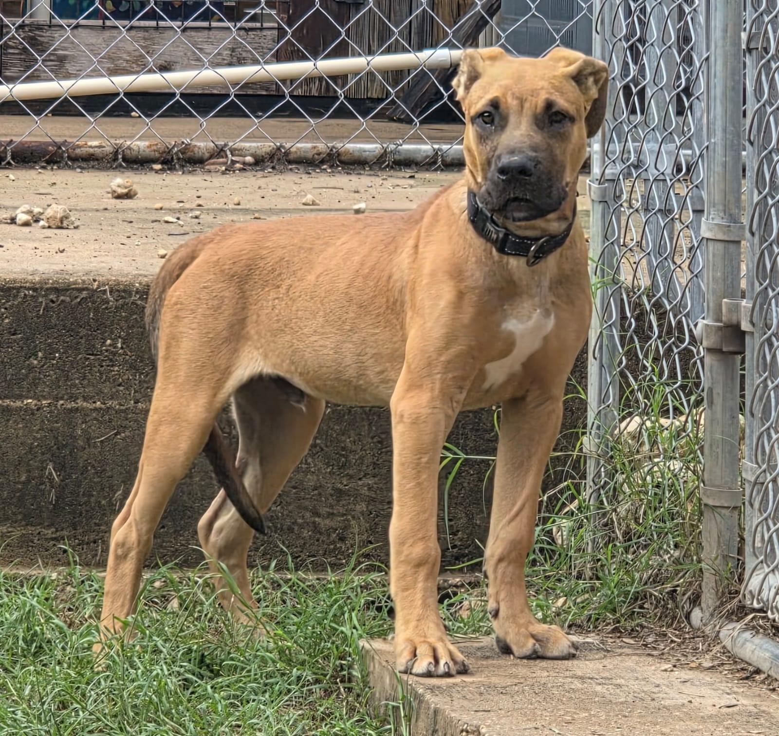 Enlarge Joey, a Adopted mixed breed in Lago Vista, TX image 2/5