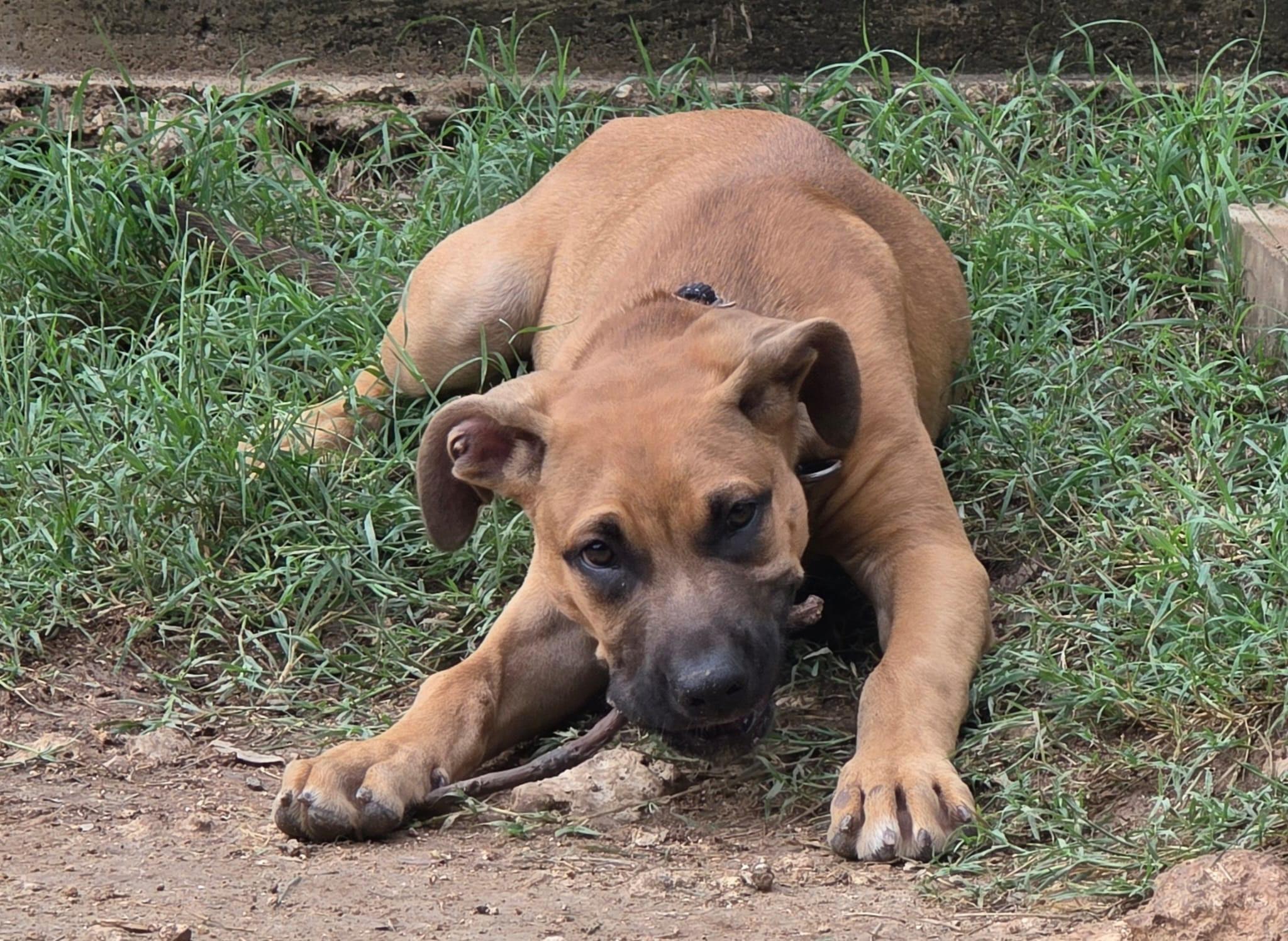 Enlarge Joey, a Adopted mixed breed in Lago Vista, TX image 3/5