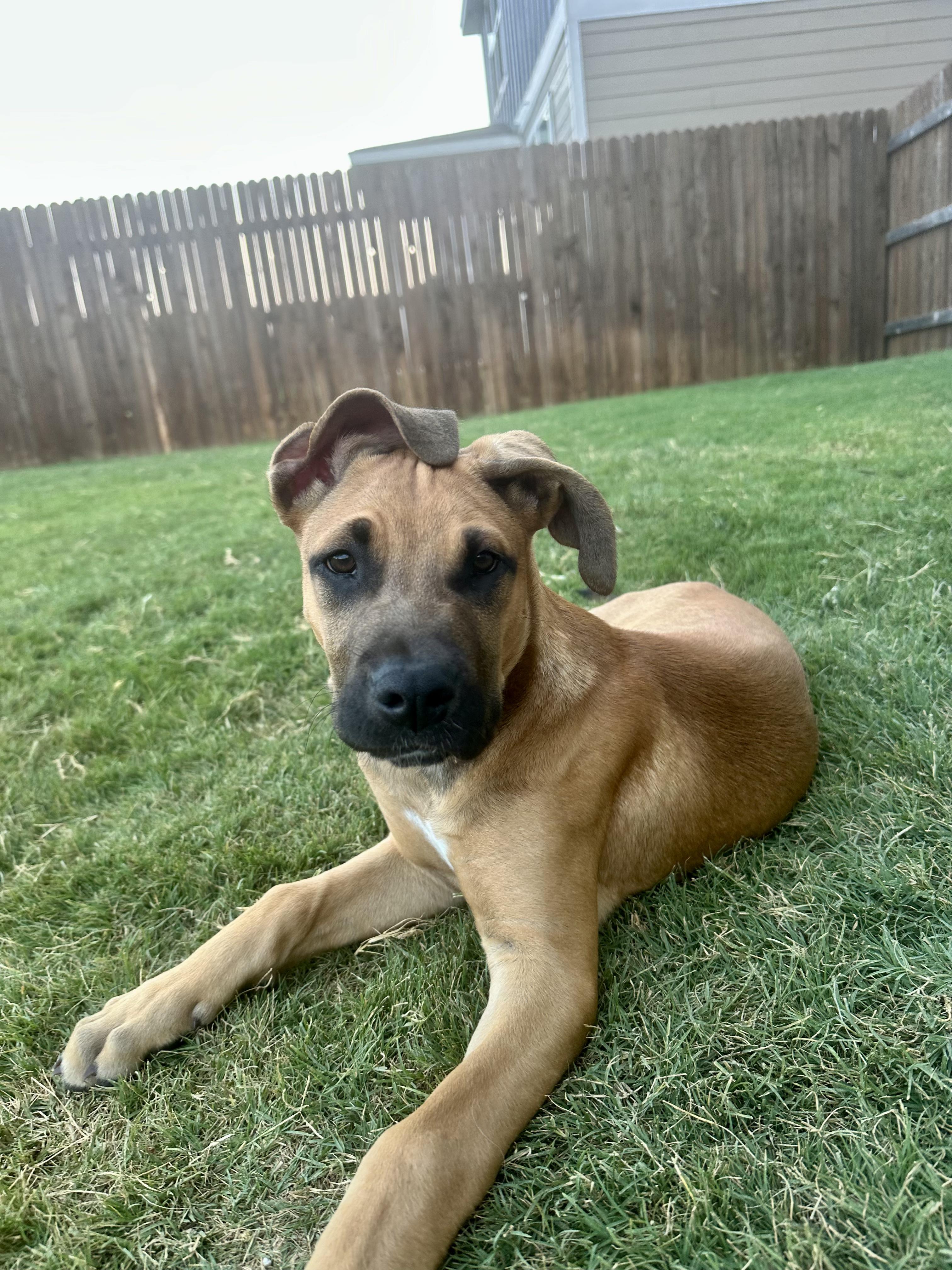 Enlarge Joey, a Adopted mixed breed in Lago Vista, TX image 4/5