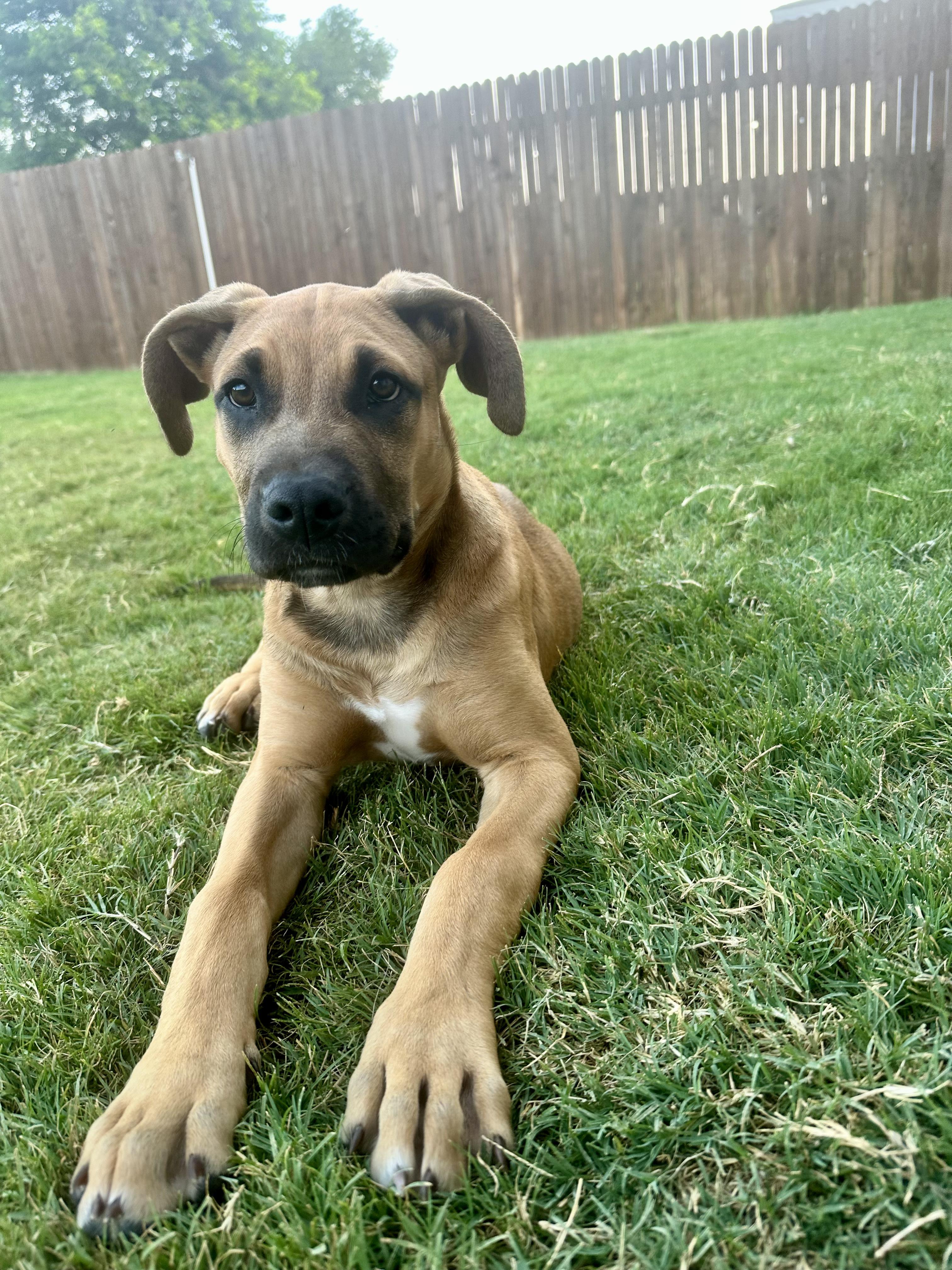 Enlarge Joey, a Adopted mixed breed in Lago Vista, TX image 5/5