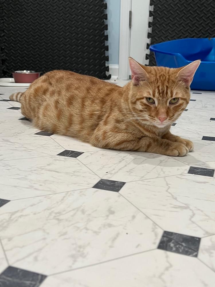 Cheeto, Adoptable, Adult Male Domestic Short Hair.