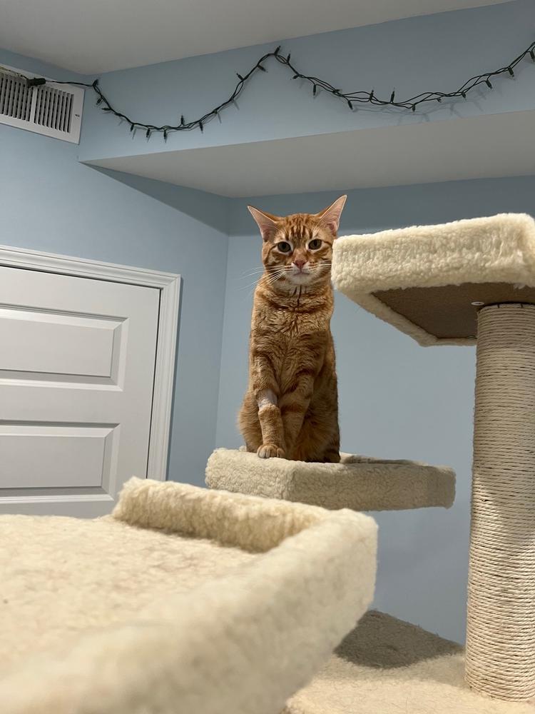 Enlarge Cheeto, a Adoptable Domestic Short Hair in Newnan, GA image 2/5