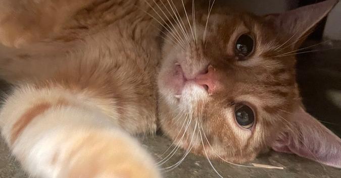 Enlarge Cheeto, a Adoptable Domestic Short Hair in Newnan, GA image 3/5