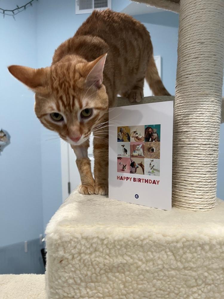 Enlarge Cheeto, a Adoptable Domestic Short Hair in Newnan, GA image 4/5