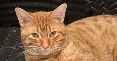 Enlarge Cheeto, a Adoptable Domestic Short Hair in Newnan, GA image 5/5
