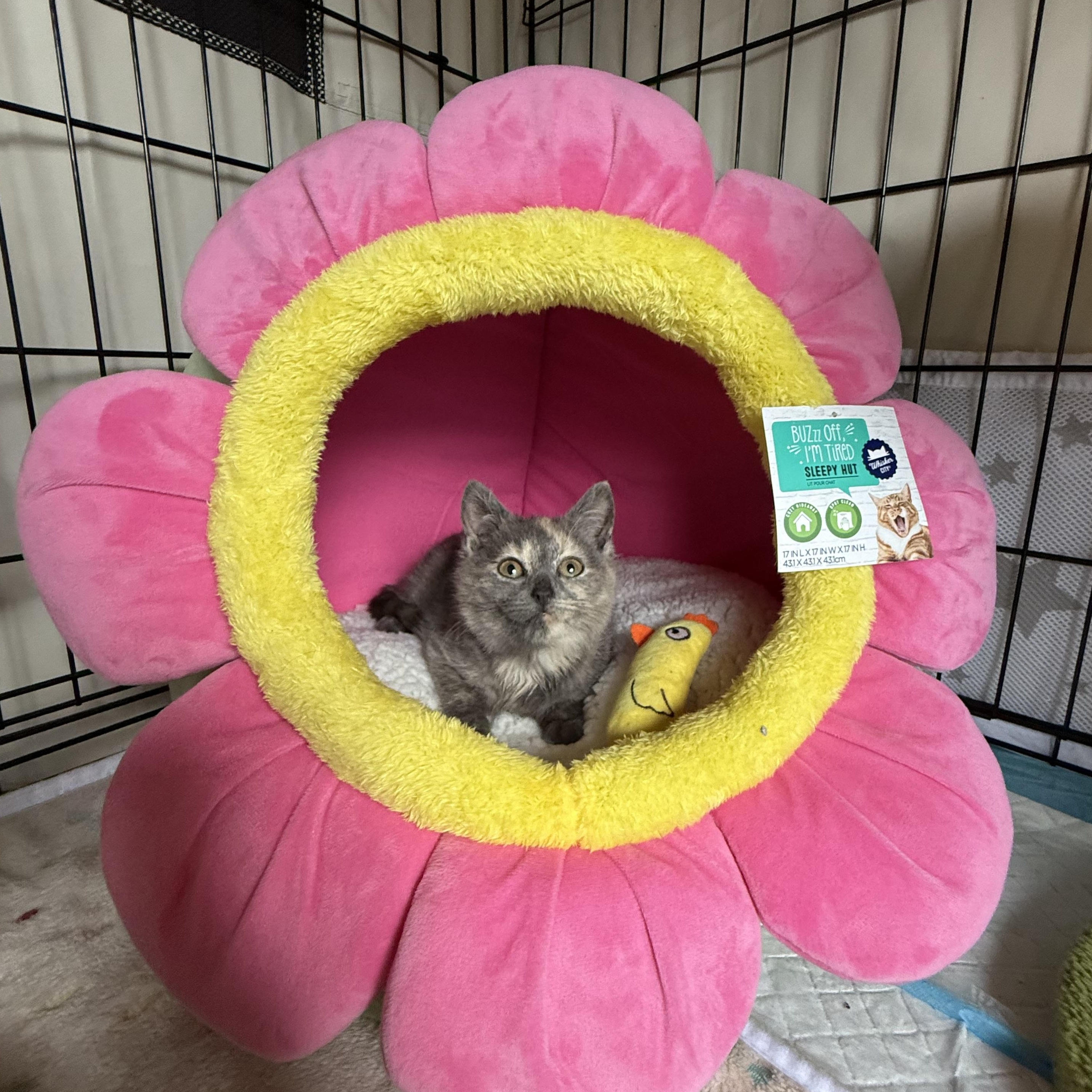 Enlarge Mooncake, a ADOPTABLE American Shorthair in Brooklyn, NY image 4/5