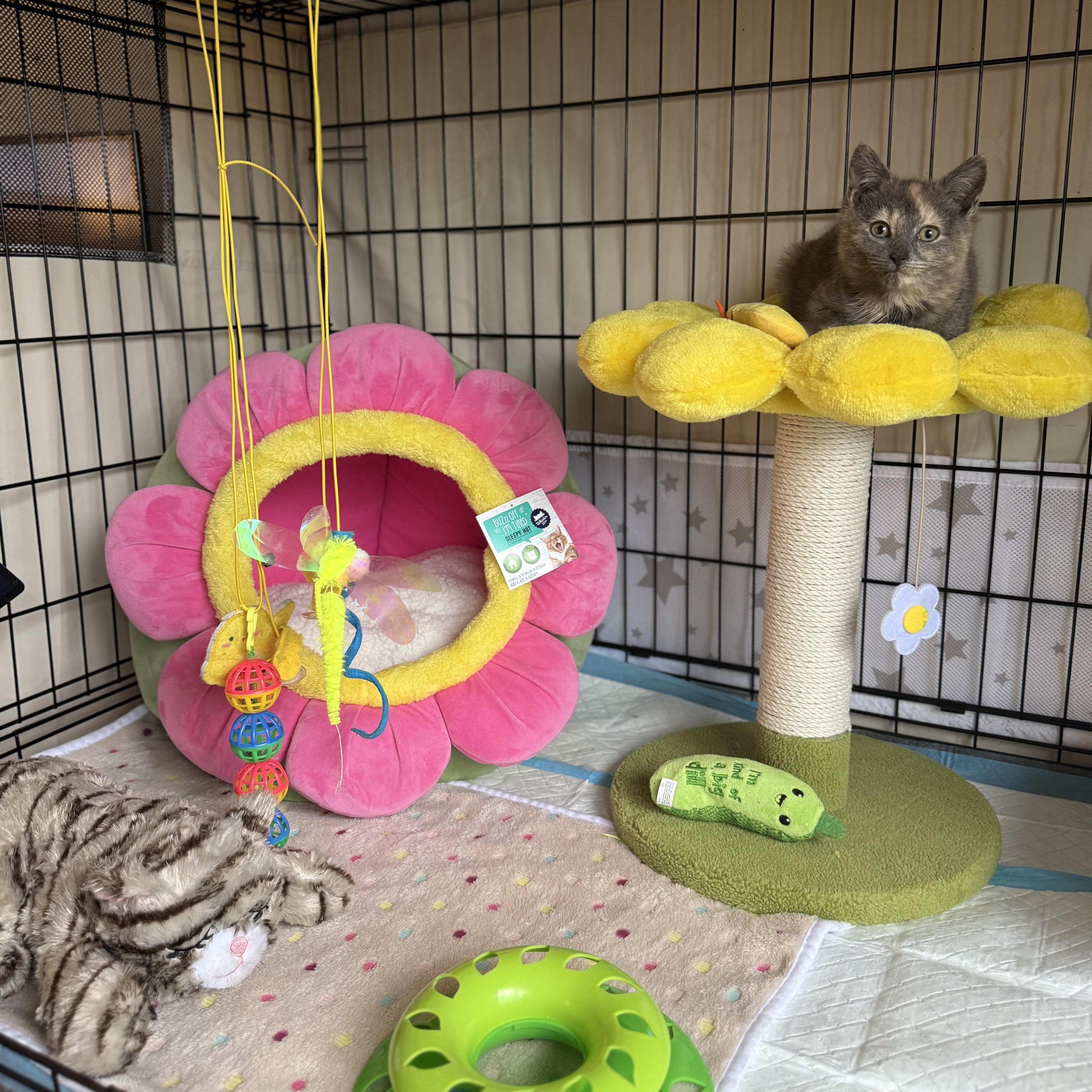 Enlarge Mooncake, a ADOPTABLE American Shorthair in Brooklyn, NY image 5/5