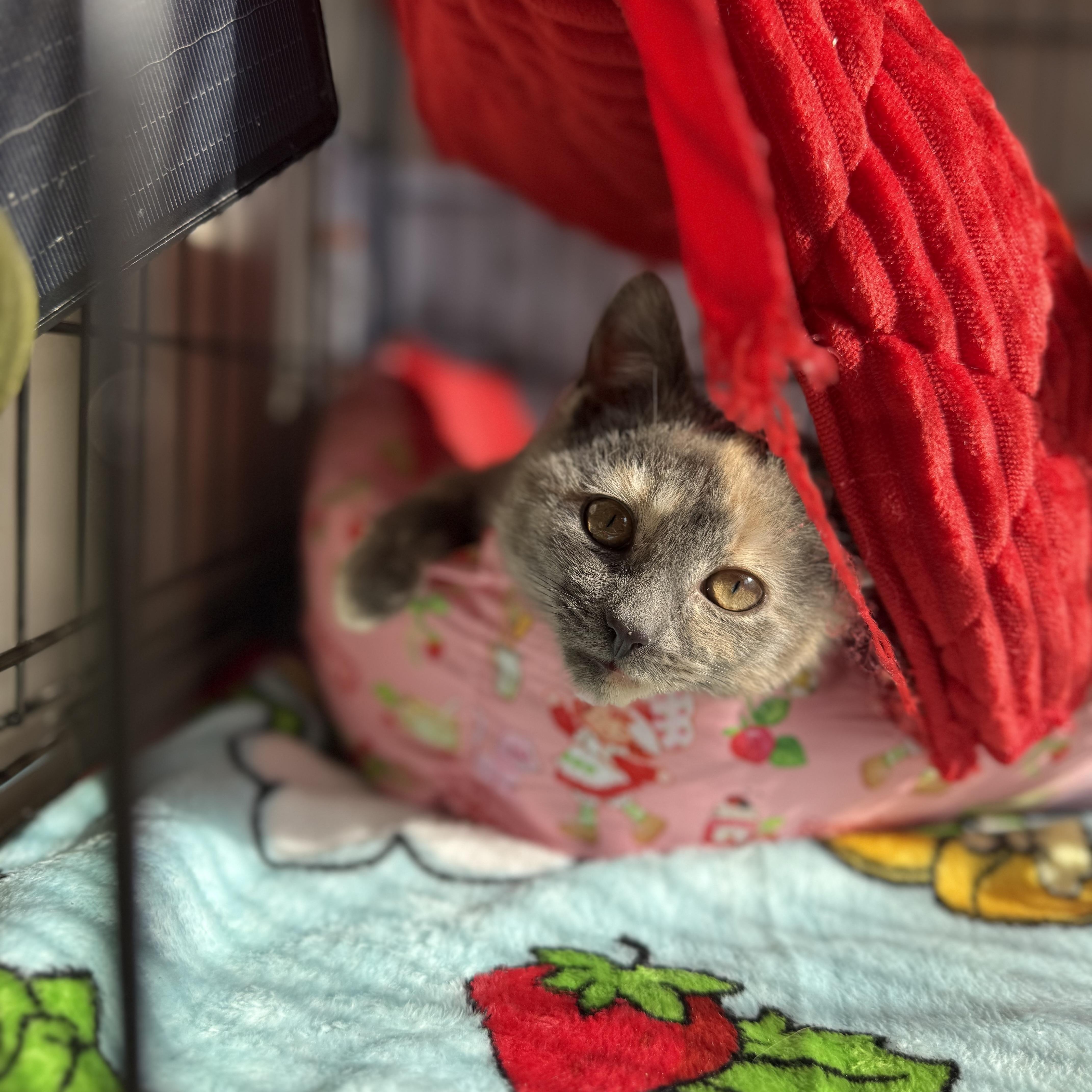 Mooncake thumbnail 4