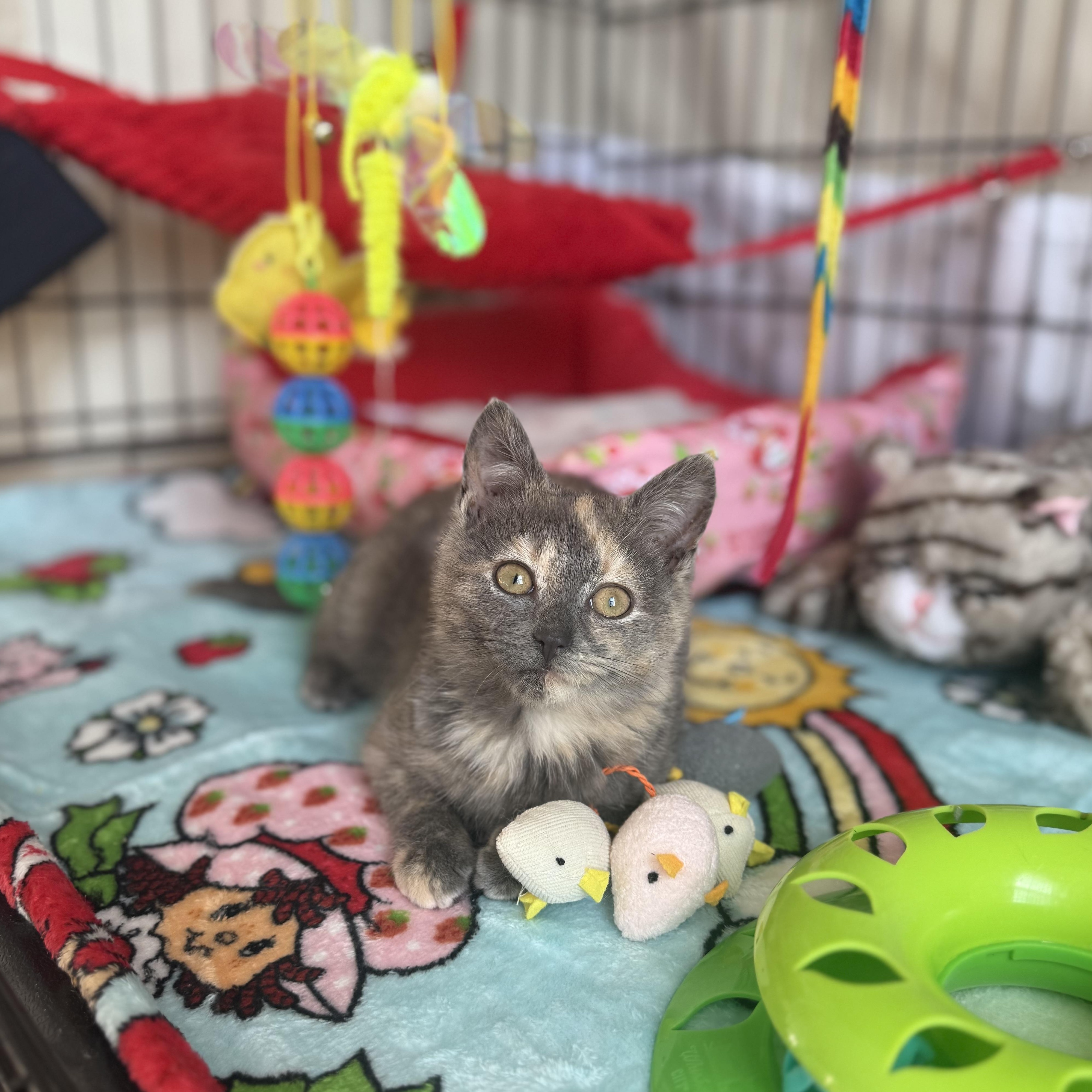 Enlarge Mooncake, a ADOPTABLE American Shorthair in Brooklyn, NY image 1/5