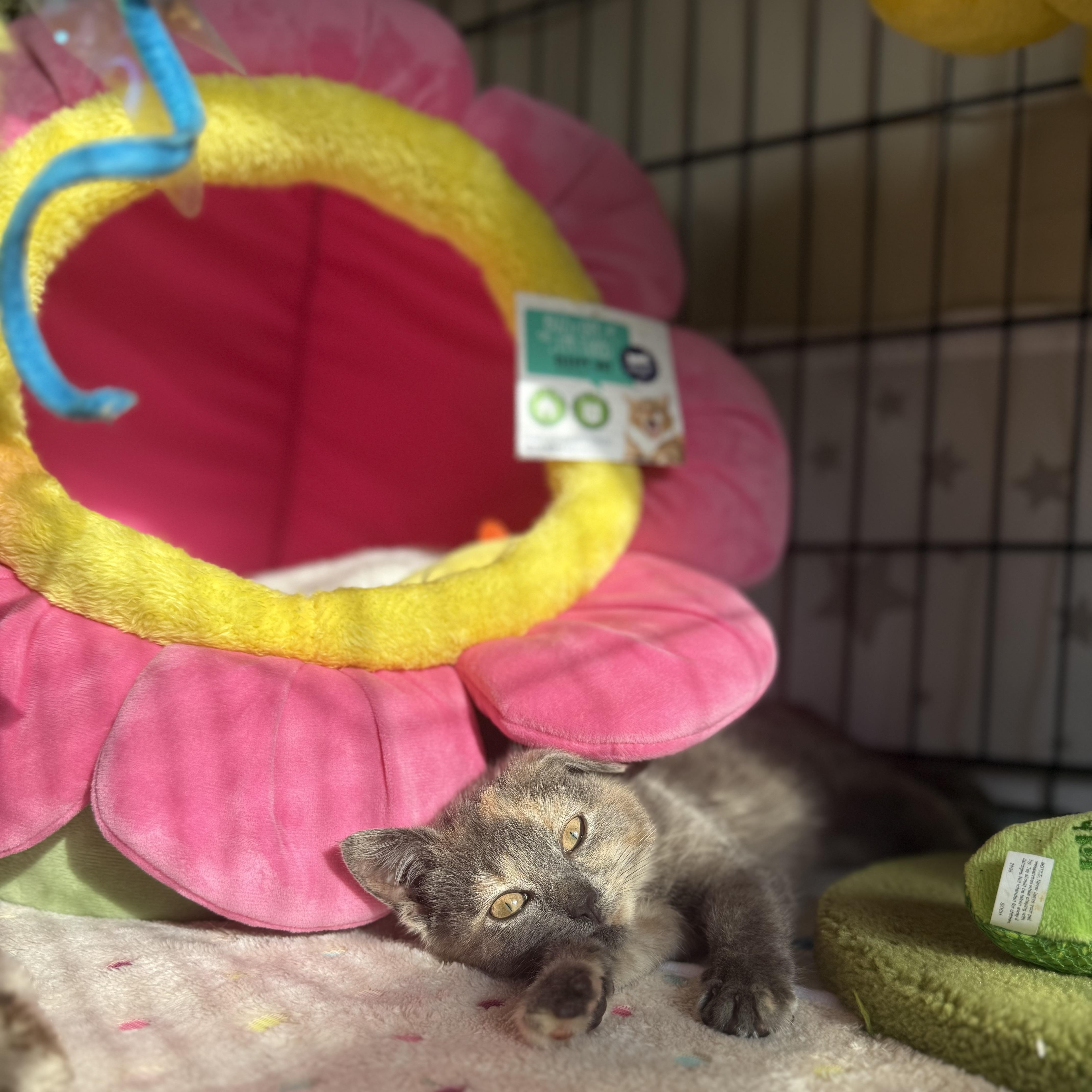 Enlarge Mooncake, a ADOPTABLE American Shorthair in Brooklyn, NY image 3/5