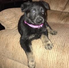 Gertrude, Adopted, Young Female German Shepherd Dog.