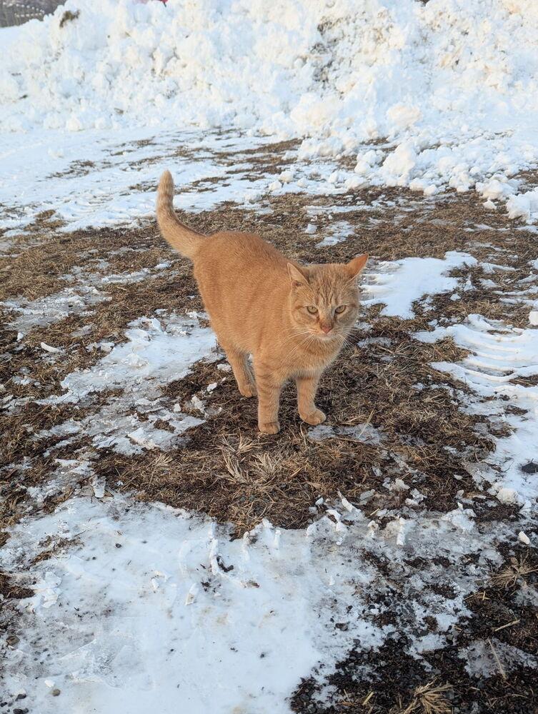 Enlarge Max, a Adoptable mixed breed in East Greenville, PA image 1/6