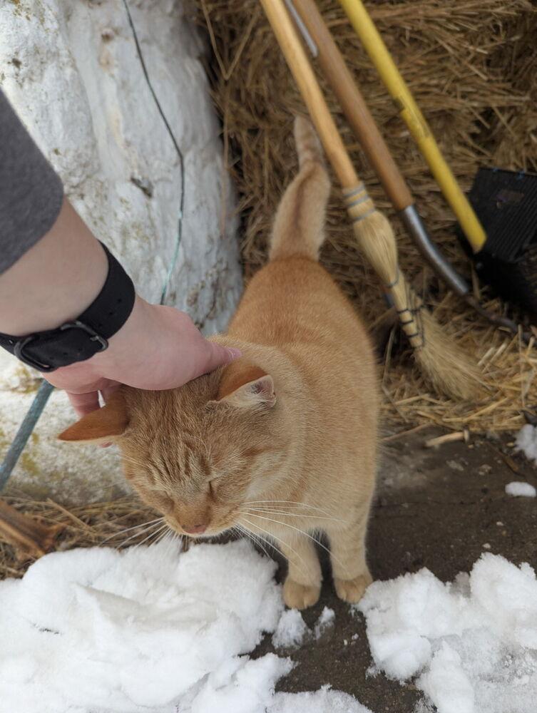 Enlarge Max, a Adoptable mixed breed in East Greenville, PA image 2/6