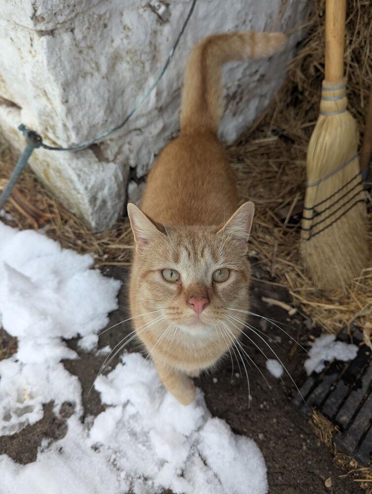 Enlarge Max, a Adoptable mixed breed in East Greenville, PA image 3/6