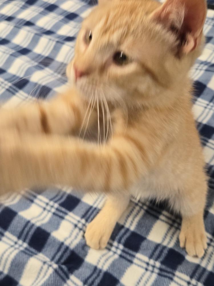 Enlarge Max, a Adoptable mixed breed in East Greenville, PA image 4/6