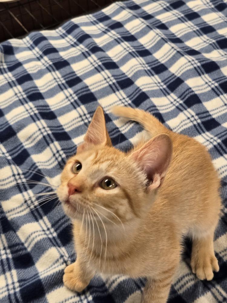 Enlarge Max, a Adoptable mixed breed in East Greenville, PA image 5/6