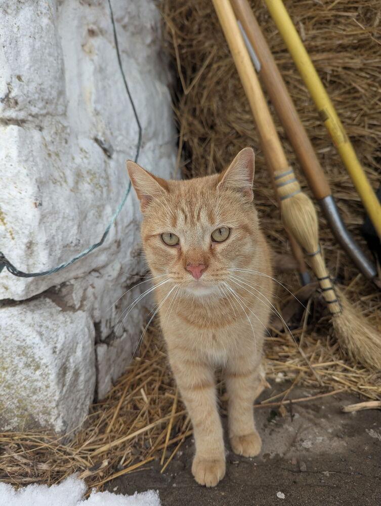 Max, Adoptable, Kitten Male Domestic Short Hair.