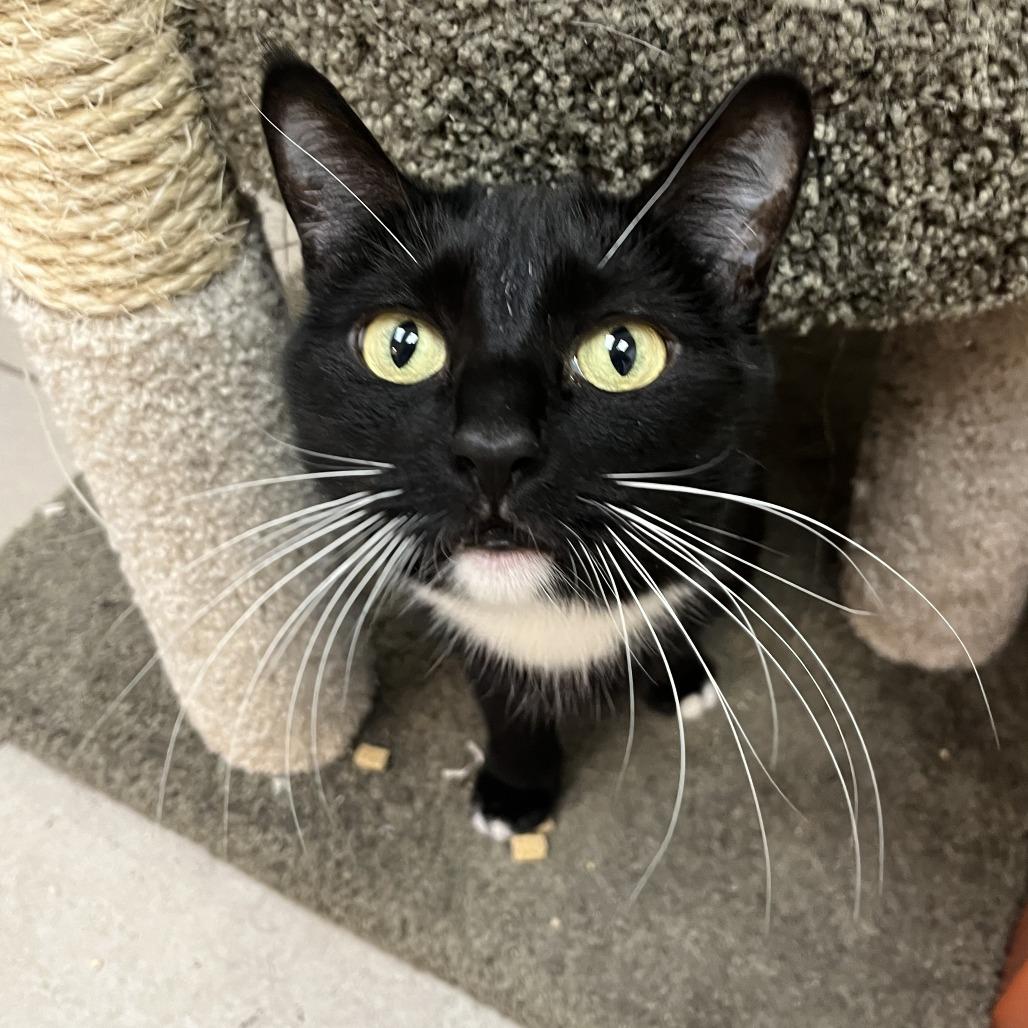 Enlarge Sadie, a Adoptable Domestic Short Hair in Las Vegas, NV image 1/4