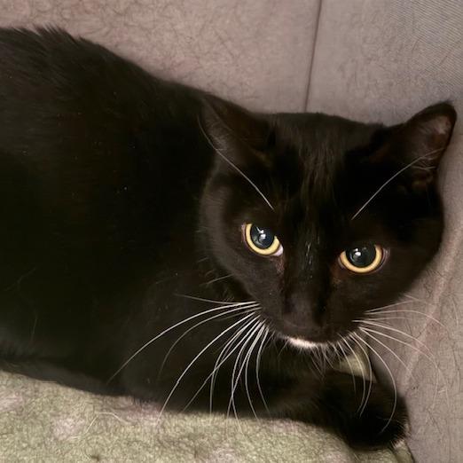 Sadie, Adoptable, Adult Female Domestic Short Hair.