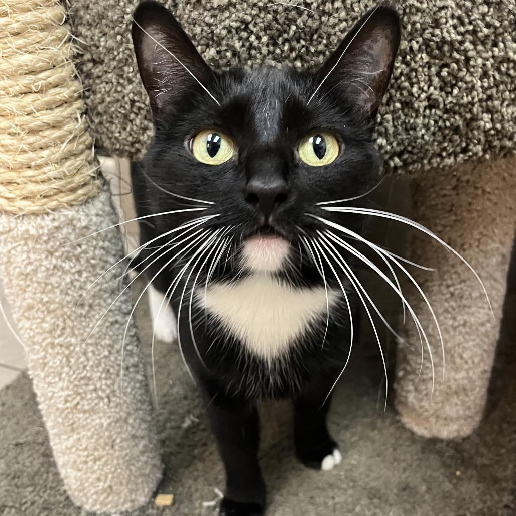 Enlarge Sadie, a Adoptable Domestic Short Hair in Las Vegas, NV image 2/4