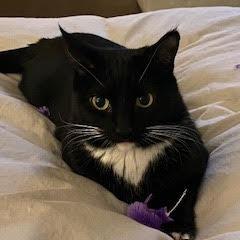 Enlarge Sadie, a Adoptable Domestic Short Hair in Las Vegas, NV image 2/3