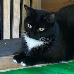 Enlarge Sadie, a Adoptable Domestic Short Hair in Las Vegas, NV image 3/3