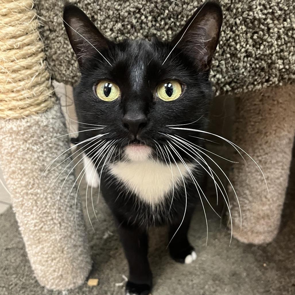 Enlarge Sadie, a Adoptable Domestic Short Hair in Las Vegas, NV image 4/4