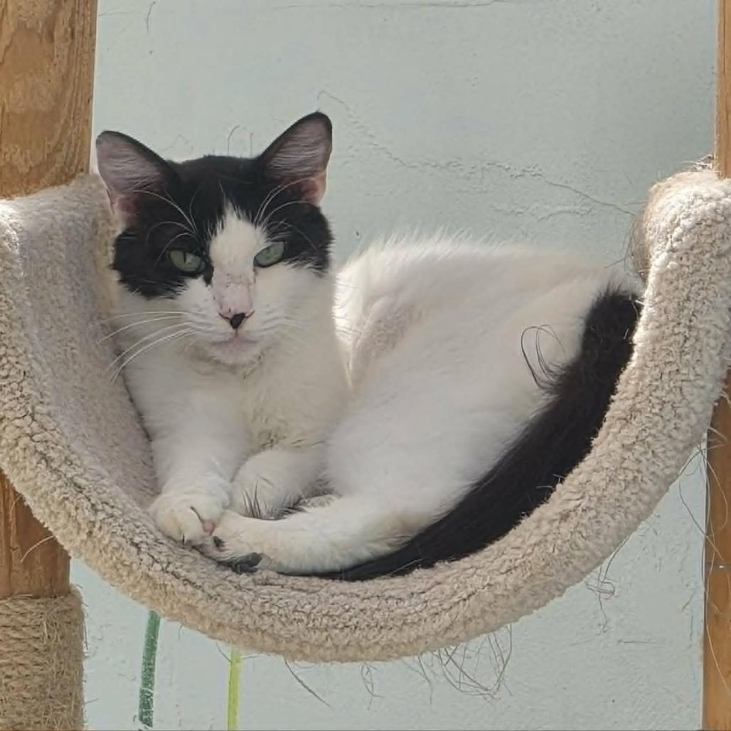 Artemis, Adoptable, Adult Female Domestic Medium Hair.