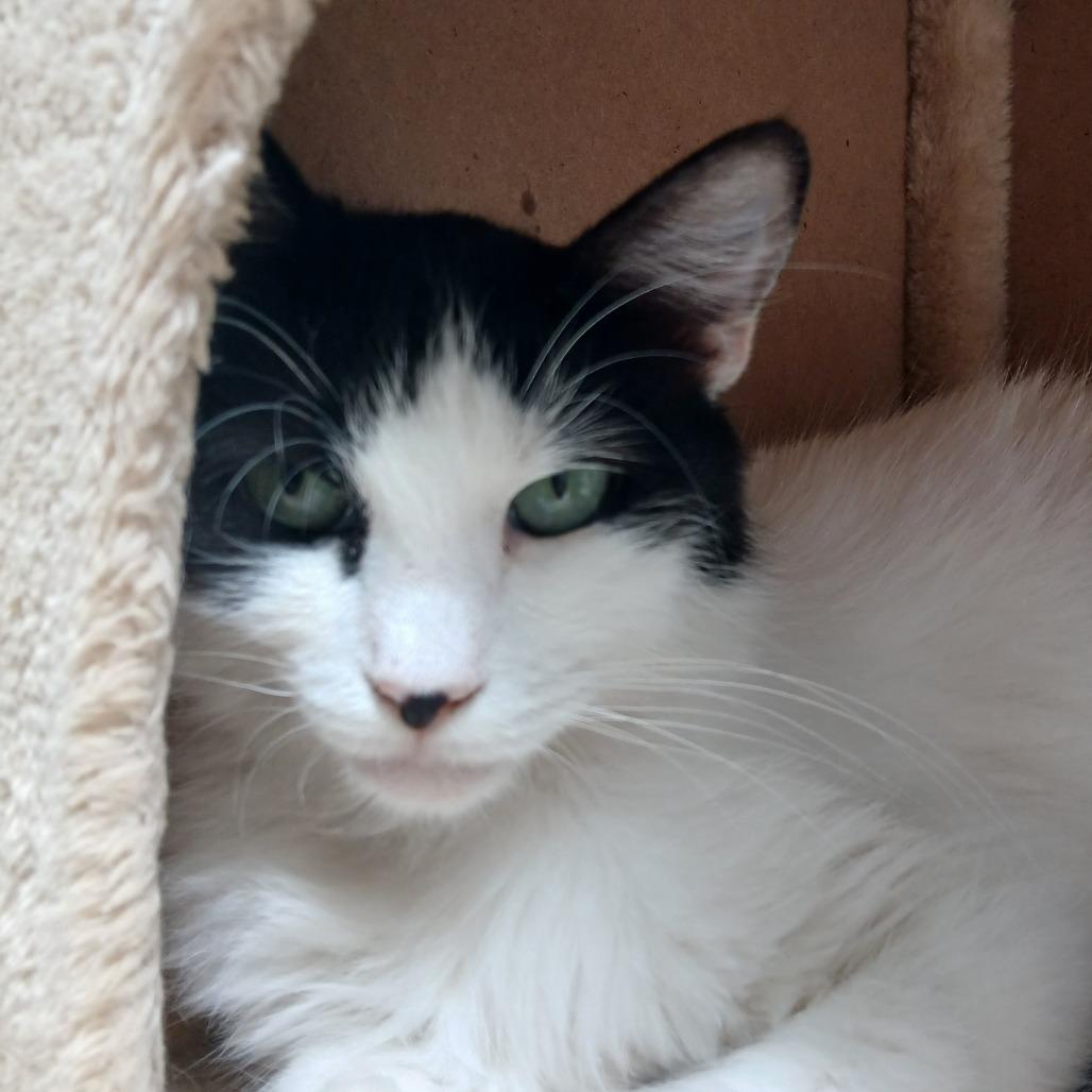 Enlarge Artemis, a Adoptable Domestic Medium Hair in Las Cruces, NM image 1/6